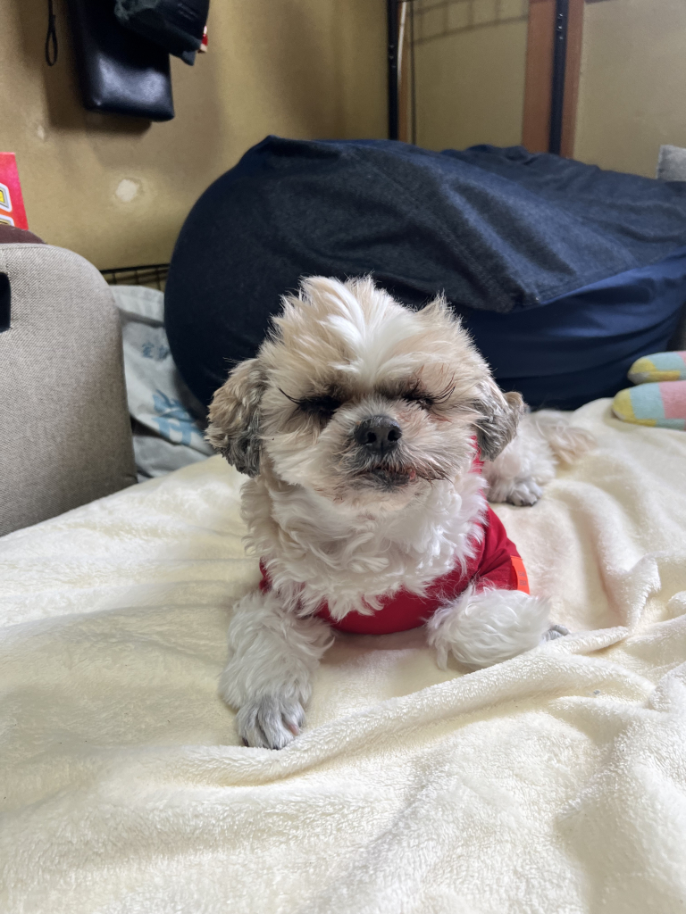 のぶながくん