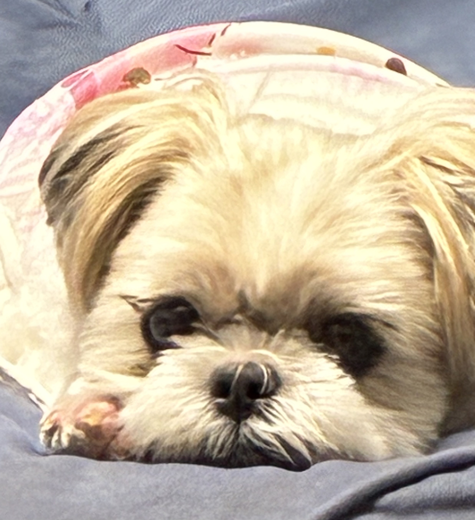 咲耶ちゃん