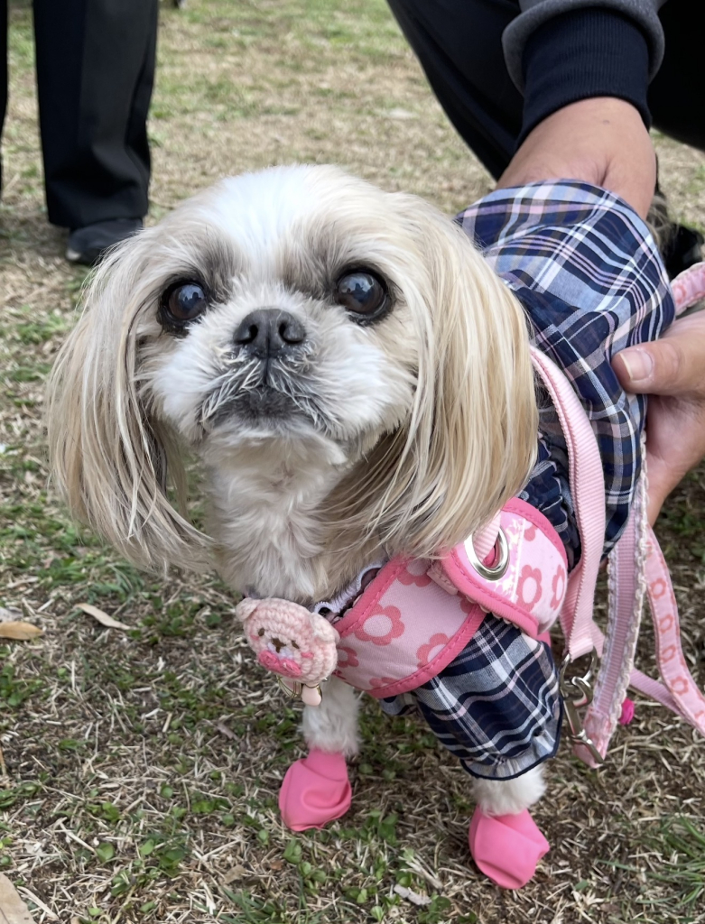 七虹(ななこ)ちゃん