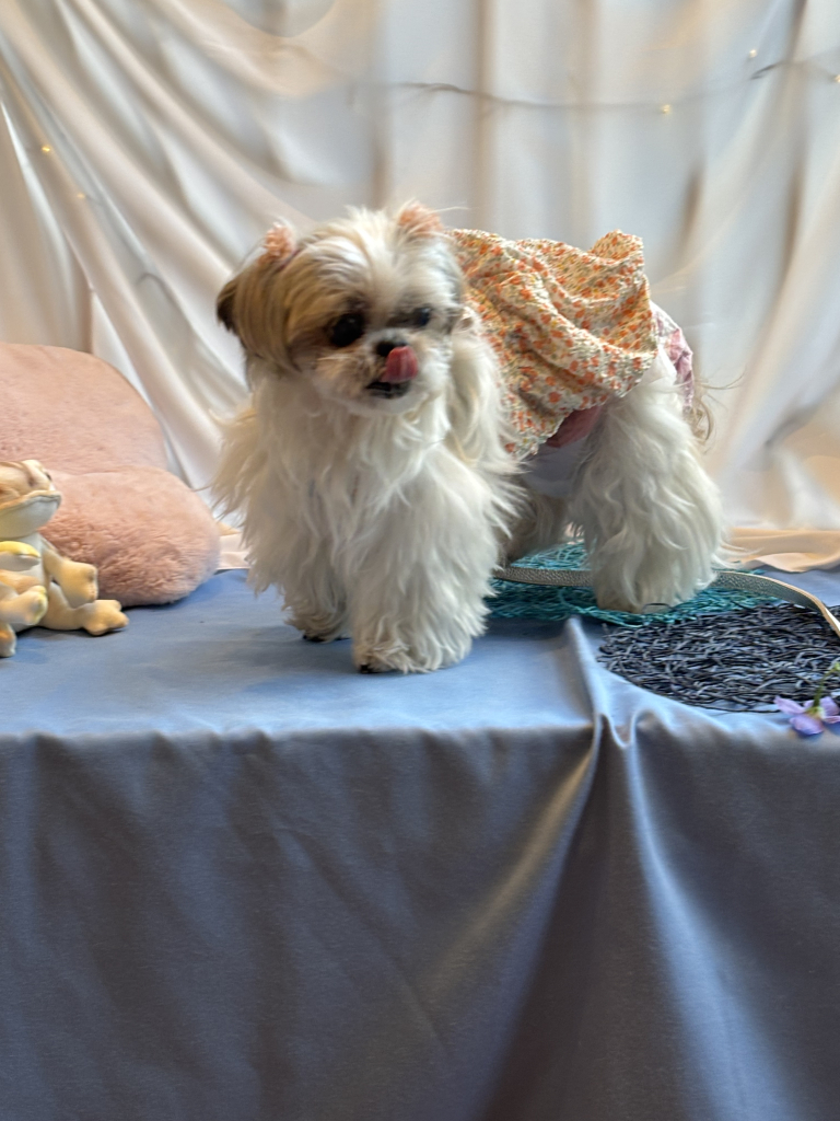 ショコラちゃん