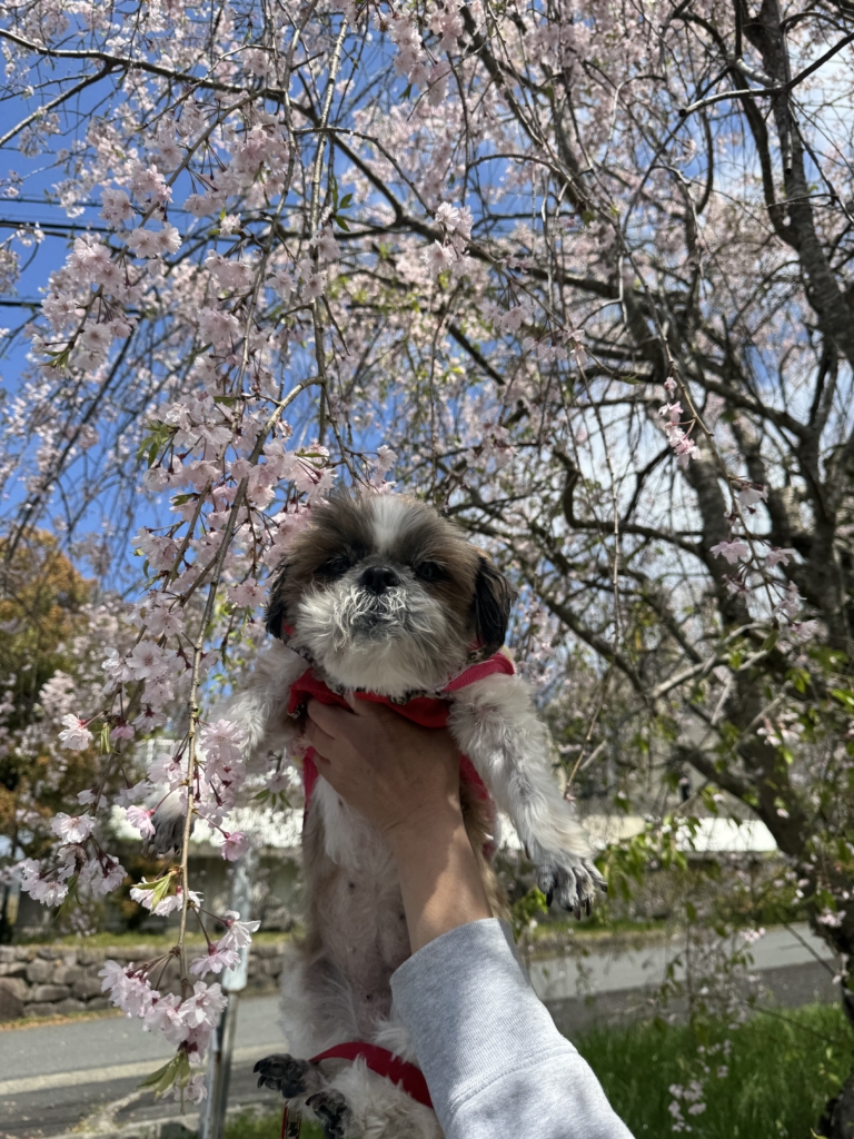 りんちゃん